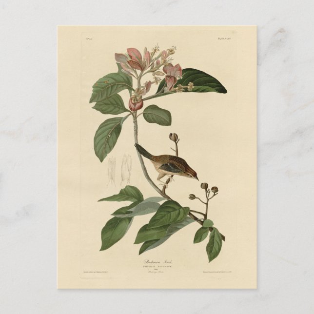 Carte Postale Bachman's Finch (Sparrow) Audubon Birds of America (Devant)