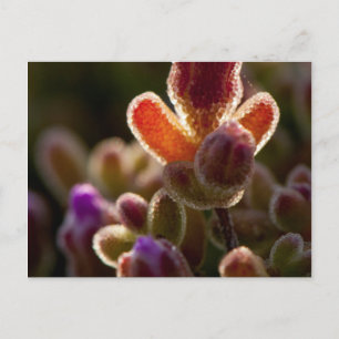 Carte Postale Backlit Colorful Succulent Flower Bud With Rim
