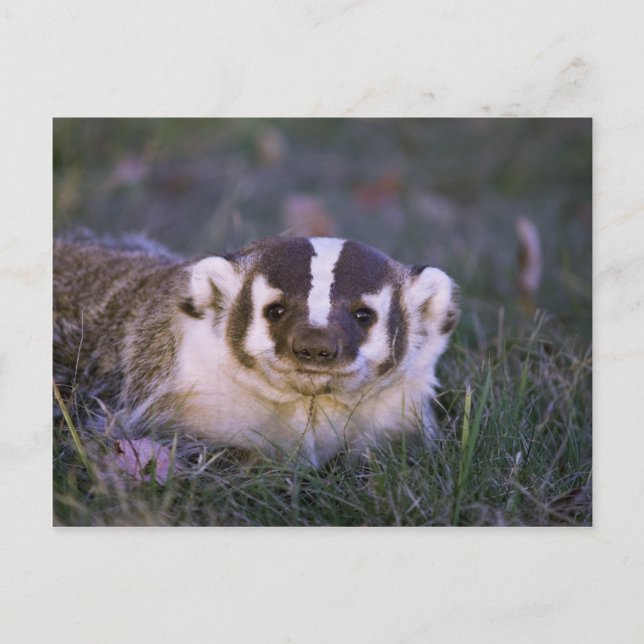 Carte Postale Badger (Devant)
