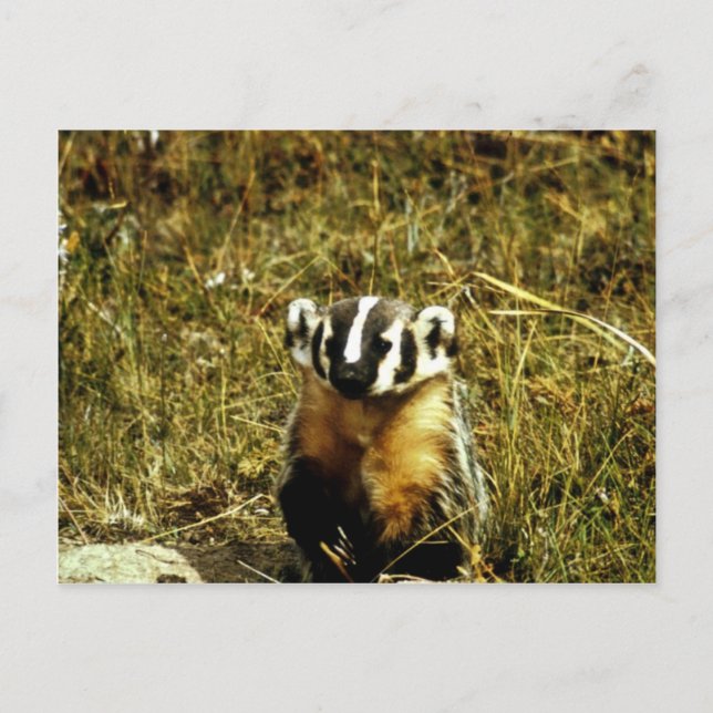 Carte Postale Badger (Devant)