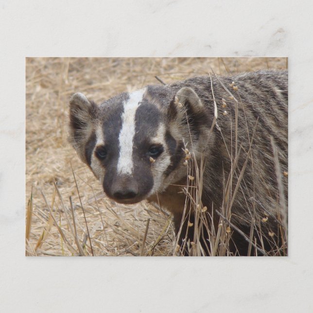 Carte postale Badger Staredown (Devant)