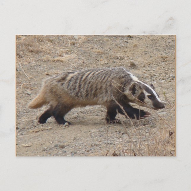 Carte postale Badger Walking (Devant)