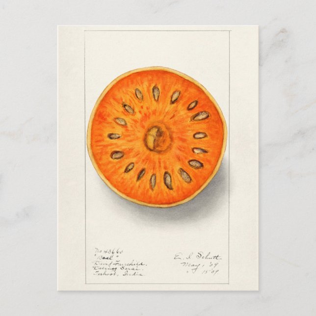 Carte Postale Bael (Aegle Marmelos) Peinture à l'aquarelle de fr (Devant)