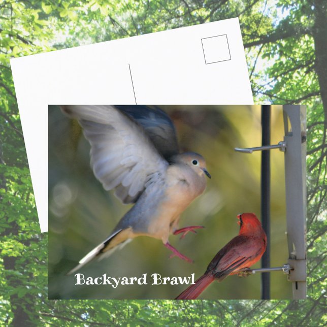 Carte Postale Bagarre de jardin entre tourterelles et cardinaux (Créateur téléchargé)