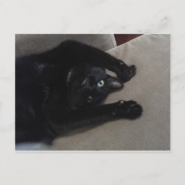 Carte Postale Bagheera le chat noir (Devant)