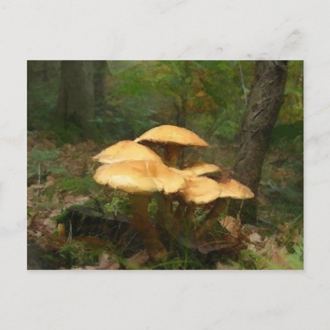 Carte Postale Bague de champignons poilus (Devant)