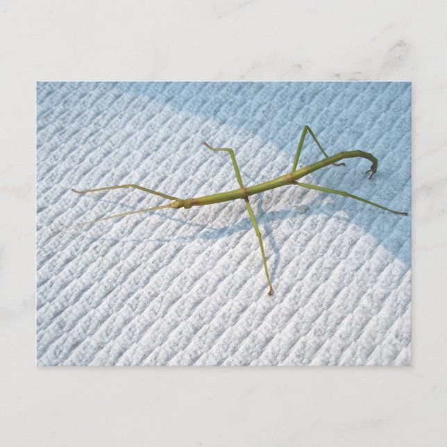 Carte Postale Baguette commune (Diapheromera femorata) (Devant)