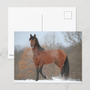 Carte Postale Baie Andalousie Stallion debout En Neige