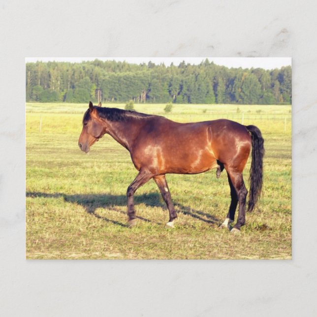 Carte Postale Baie appée (Devant)