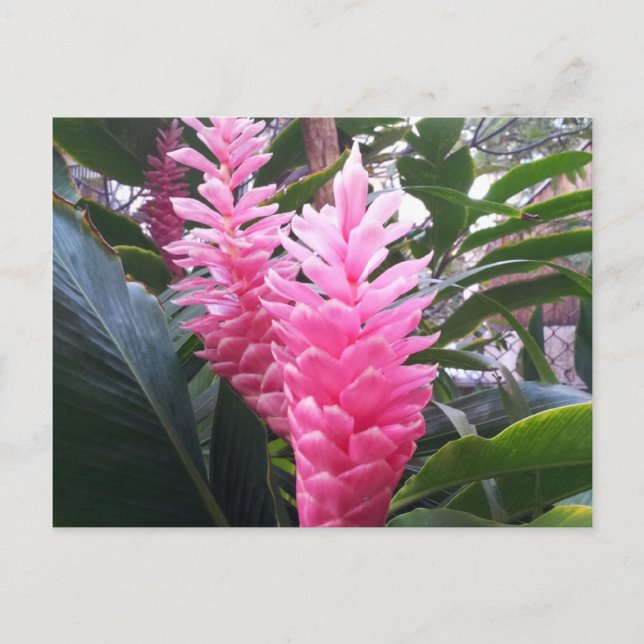 Carte Postale BAIE DE HANAUMA HAWAI - Fleur de Gingembre Rouge (Devant)