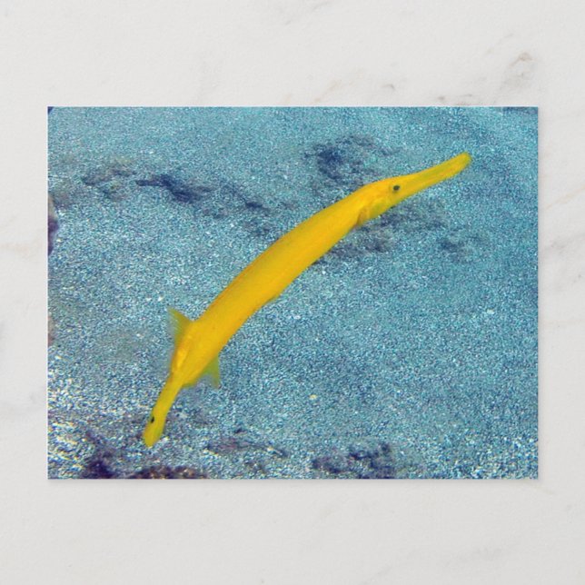 Carte Postale BAIE DE HANAUMA HAWAÏ - Poisson Trompette (Nunu) (Devant)