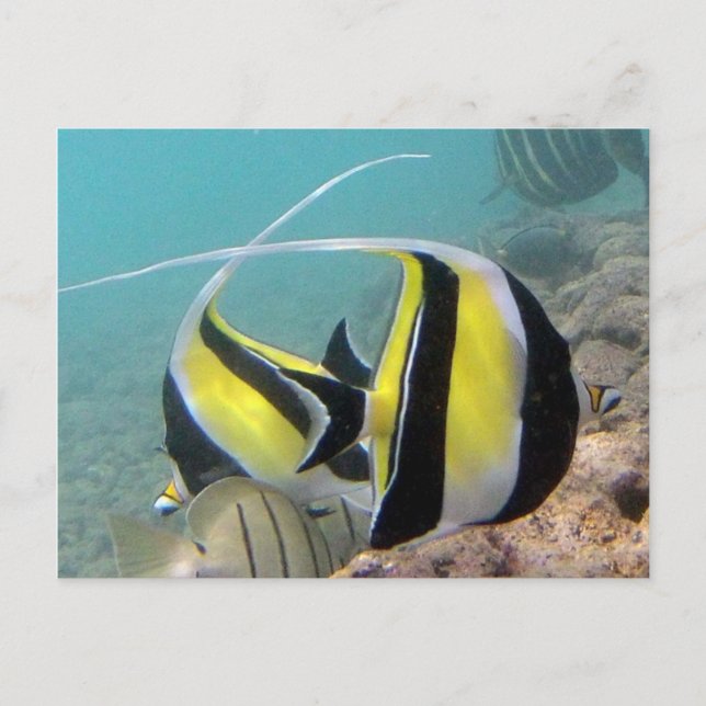 Carte Postale Baie de Hanauma Hawaii Poisson-ange à longues nage (Devant)