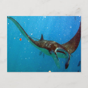 Carte Postale Baie de Hanauma Oahu Manta Ray
