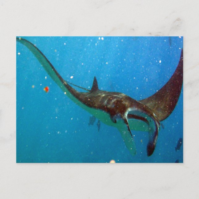 Carte Postale Baie de Hanauma Oahu Manta Ray (Devant)