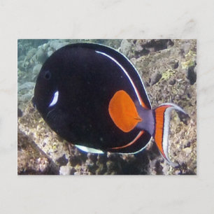 Carte Postale Baie de Hanauma - Poisson Tang d'Achille