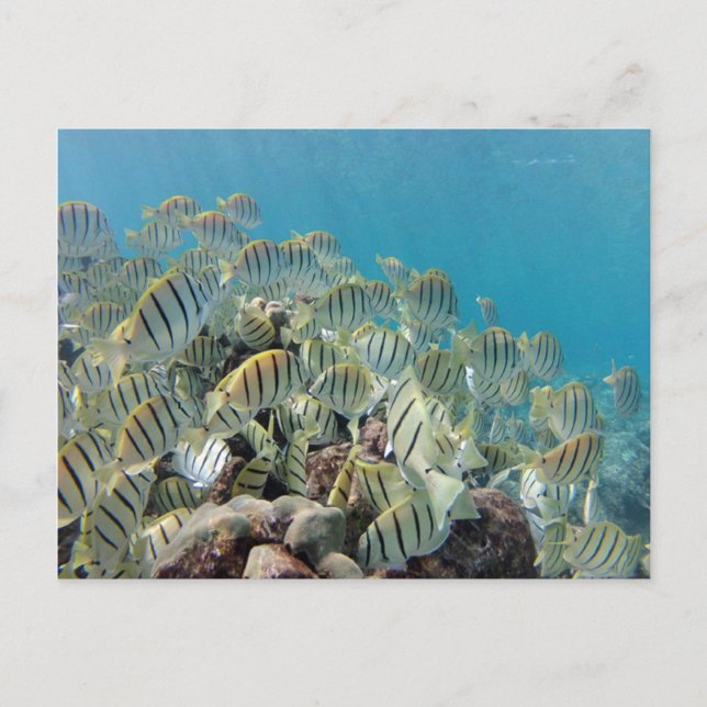Carte Postale Baie de Hanauma - Tangs condamnés (Devant)