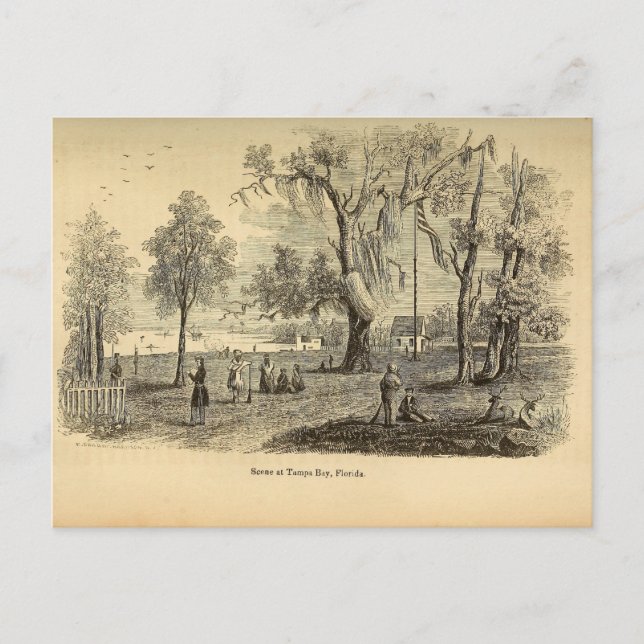 Carte Postale Baie Vieux Tampa (Devant)