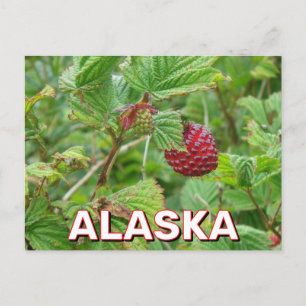 Carte Postale Baies De Salmoniculture En Alaska