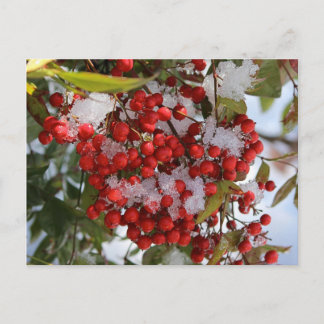 Carte Postale Baies d'hiver