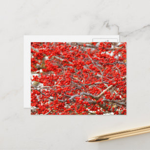 Carte Postale Baies d'hiver rouge vif Baies d'arbre blanc