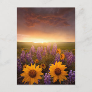 Carte Postale Baies du coucher du soleil