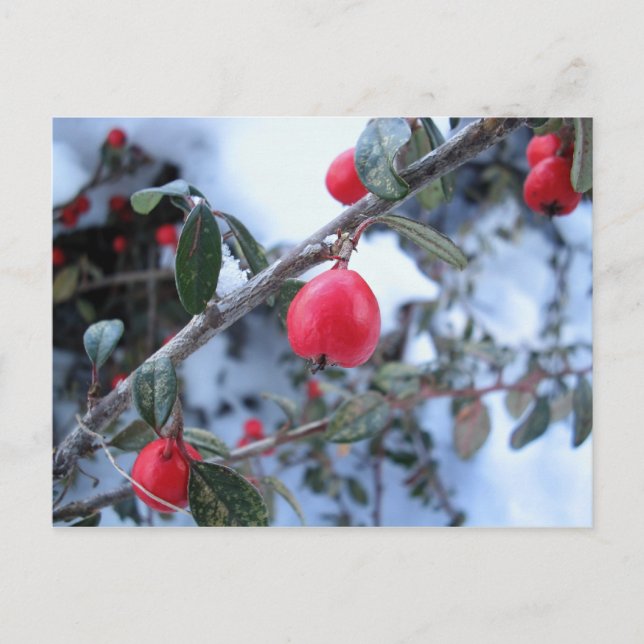 Carte Postale Baies rosehip rouges (Devant)