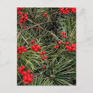 Carte Postale Baies Rouges Aiguilles de Pin Noël