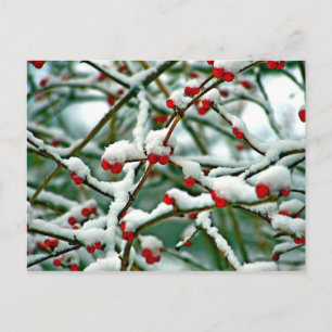 Carte Postale Baies rouges en neige