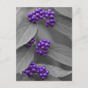 Carte Postale Baies violettes sur le feuillage noir et blanc