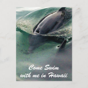 Carte Postale Baignade avec les dauphins à Hawaï Big Island