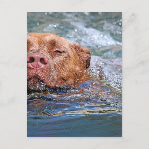 Carte Postale Baignade de chien
