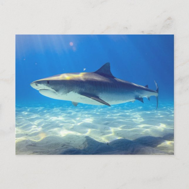 Carte Postale Baignade de requins Eau bleu de l'océan (Devant)