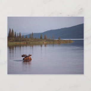 Carte Postale Baignade d'orignal dans le lac