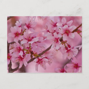 Carte Postale Baigné dans des fleurs de cerisier japonais rose