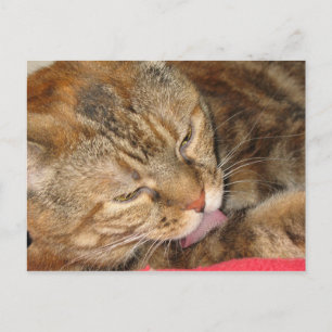 Carte Postale bain de chat