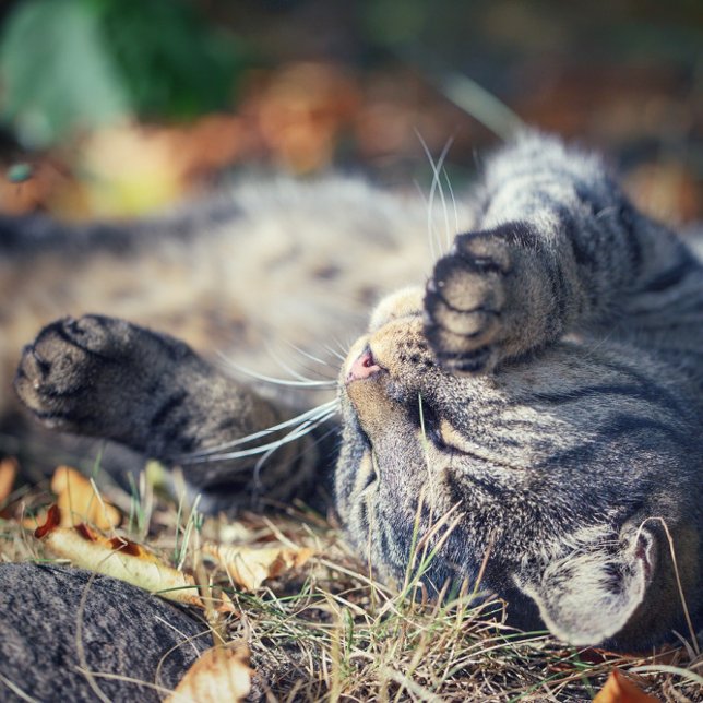 Carte Postale Bain de soleil de chat (Créateur téléchargé)
