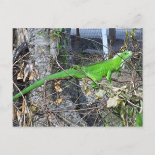 Carte Postale Bain de soleil Iguana à La Romain, Trinidad du sud