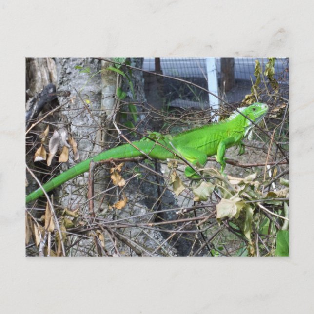 Carte Postale Bain de soleil Iguana à La Romain, Trinidad du sud (Devant)
