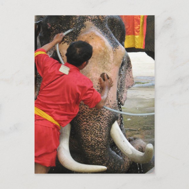 Carte Postale Bain Eléphant ... Ayutthaya, Thaïlande (Devant)