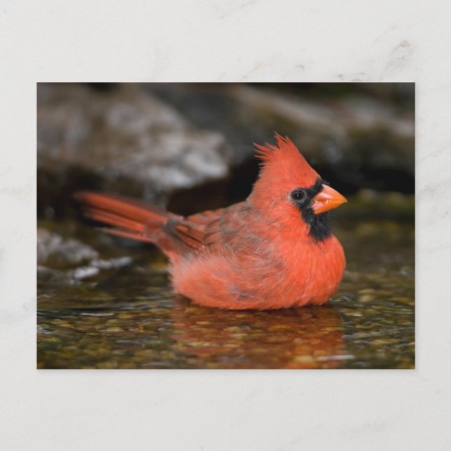 Carte Postale Bain masculin du Cardinal du Nord (Devant)