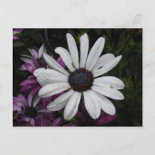 Carte Postale Baise blanche