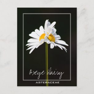 Carte Postale Baise blanche à double tête   Oxeye Daisy Photo