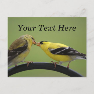 Carte Postale Baiser Goldfinches