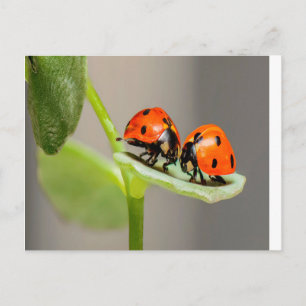 Carte Postale Baiser Ladybugs