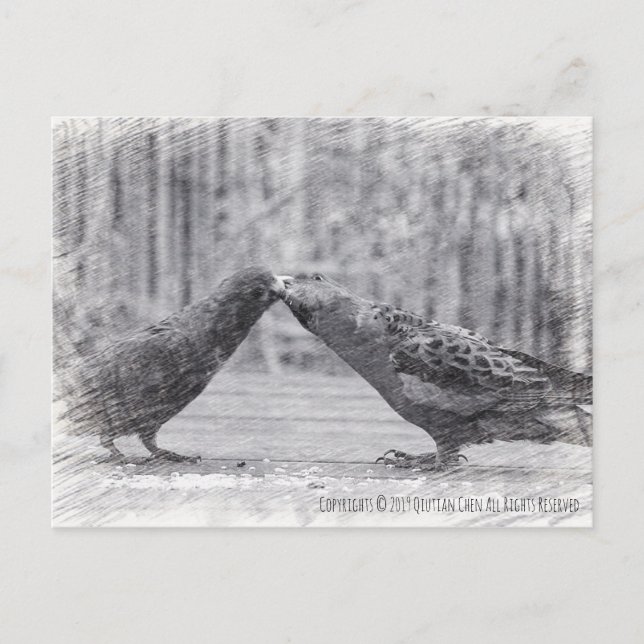 Carte Postale Baiser les oiseaux (Devant)
