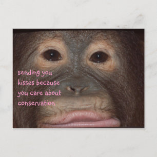 Carte Postale Baisers d'Orangutan pour la conservation