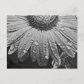 Carte Postale Baisses de scintillement de pluie sur la fleur de
