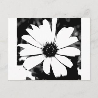 Carte Postale Baisy noir et blanc