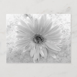 Carte Postale Baisy noir et blanc