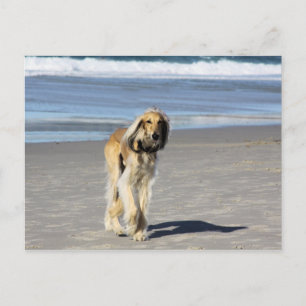 Carte Postale Balade de Saluki sur la plage